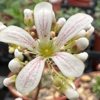 Saxifraga callosa